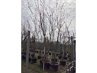 Japanse sierkers - meerstammige boom (3x) - afbeelding 2 van  2