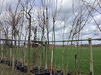 Japanse sierkers - meerstammige boom (4x) - afbeelding 1 van  2