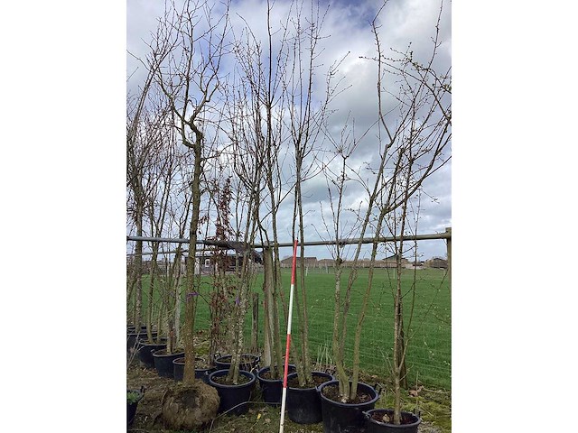 Japanse sierkers - meerstammige boom (4x) - afbeelding 2 van  2
