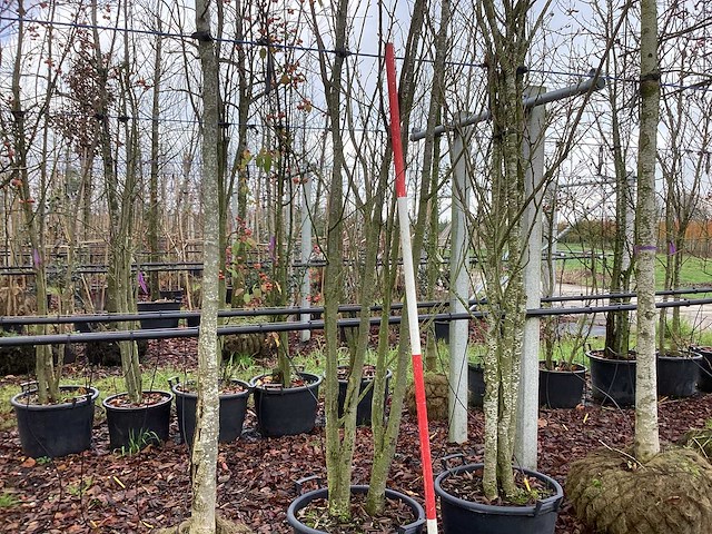 Japanse sierkers - meerstammige boom - afbeelding 1 van  3