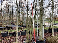 Japanse sierkers - meerstammige boom - afbeelding 1 van  3