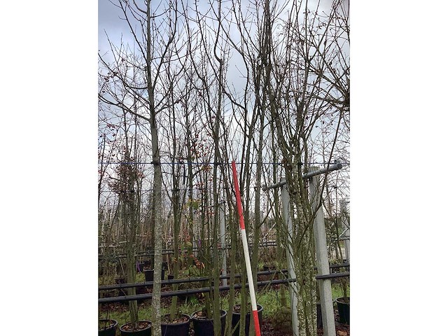 Japanse sierkers - meerstammige boom - afbeelding 2 van  3