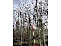 Japanse sierkers - meerstammige boom - afbeelding 2 van  3