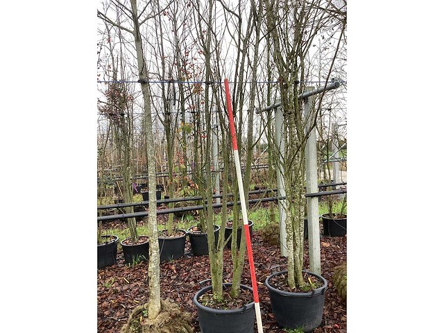 Japanse sierkers - meerstammige boom - afbeelding 3 van  3