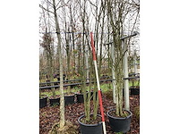 Japanse sierkers - meerstammige boom - afbeelding 3 van  3