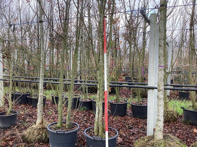 Japanse sierkers - meerstammige boom - afbeelding 1 van  3