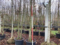 Japanse sierkers - meerstammige boom - afbeelding 1 van  3