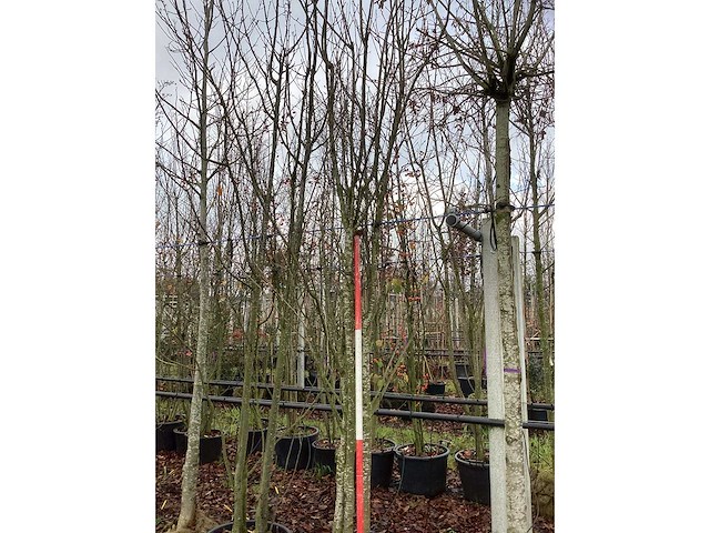 Japanse sierkers - meerstammige boom - afbeelding 2 van  3