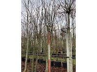 Japanse sierkers - meerstammige boom - afbeelding 2 van  3