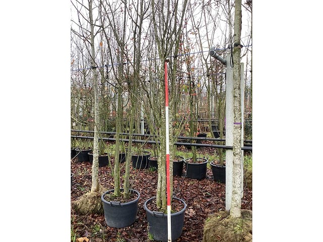 Japanse sierkers - meerstammige boom - afbeelding 3 van  3