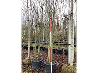 Japanse sierkers - meerstammige boom - afbeelding 3 van  3