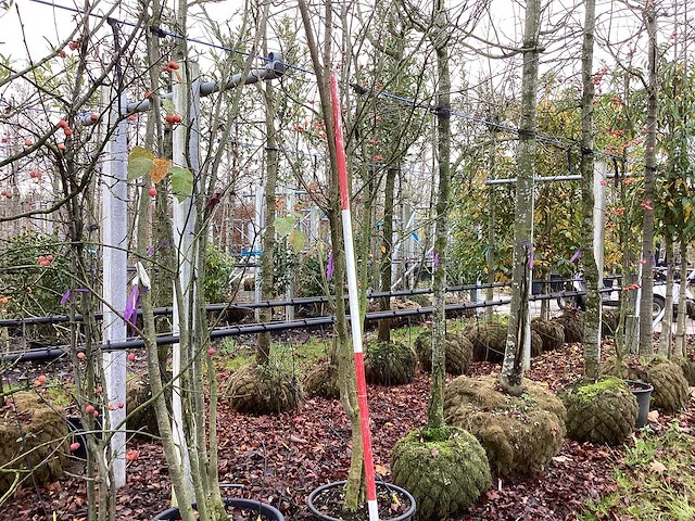 Japanse sierkers - meerstammige boom - afbeelding 1 van  2