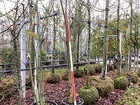 Japanse sierkers - meerstammige boom - afbeelding 1 van  2