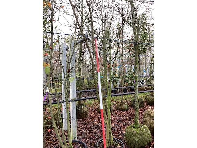 Japanse sierkers - meerstammige boom - afbeelding 2 van  2