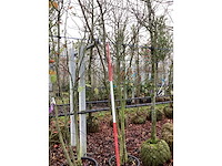 Japanse sierkers - meerstammige boom - afbeelding 2 van  2