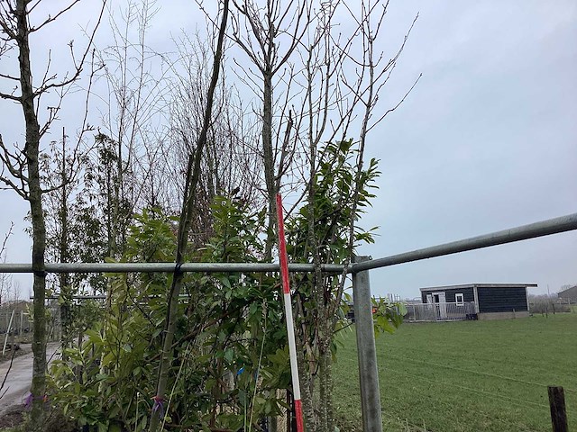 Japanse sierkers - meerstammige boom - afbeelding 1 van  2