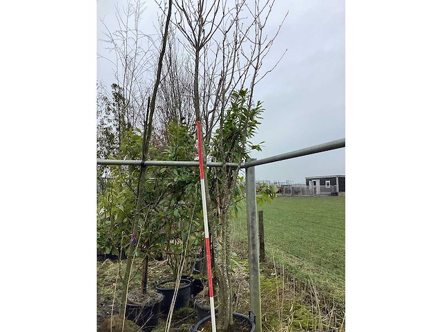 Japanse sierkers - meerstammige boom - afbeelding 2 van  2