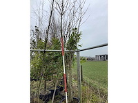 Japanse sierkers - meerstammige boom - afbeelding 2 van  2