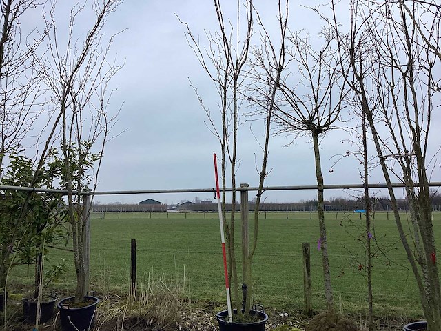Japanse sierkers - meerstammige boom - afbeelding 1 van  2