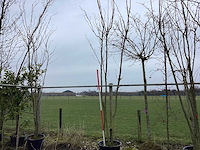 Japanse sierkers - meerstammige boom - afbeelding 1 van  2