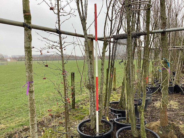Japanse sierkers - meerstammige boom - afbeelding 1 van  2