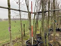 Japanse sierkers - meerstammige boom - afbeelding 1 van  2