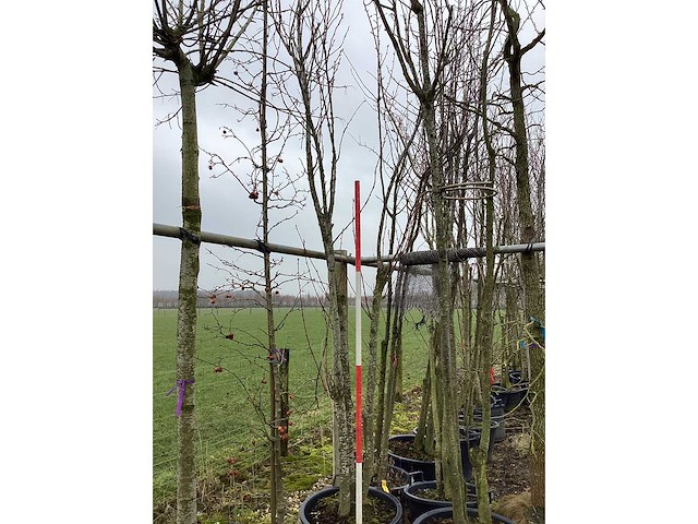 Japanse sierkers - meerstammige boom - afbeelding 2 van  2