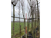 Japanse sierkers - meerstammige boom - afbeelding 2 van  2