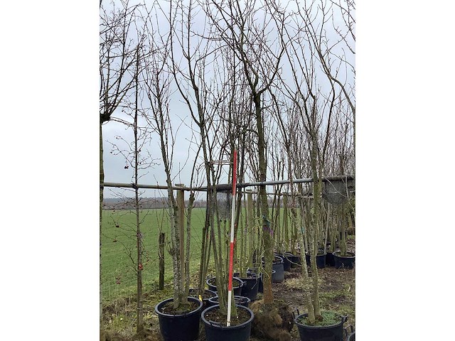 Japanse sierkers - meerstammige boom - afbeelding 2 van  2