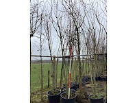 Japanse sierkers - meerstammige boom - afbeelding 2 van  2