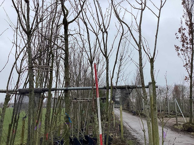 Japanse sierkers - meerstammige boom - afbeelding 1 van  2
