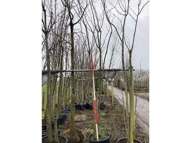 Japanse sierkers - meerstammige boom - afbeelding 2 van  2