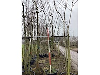 Japanse sierkers - meerstammige boom - afbeelding 2 van  2