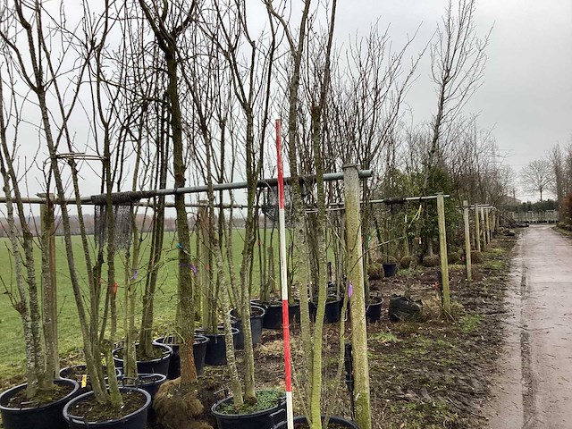 Japanse sierkers - meerstammige boom - afbeelding 1 van  2