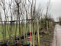 Japanse sierkers - meerstammige boom - afbeelding 1 van  2