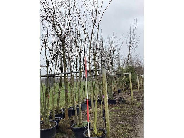 Japanse sierkers - meerstammige boom - afbeelding 2 van  2