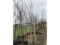 Japanse sierkers - meerstammige boom - afbeelding 2 van  2