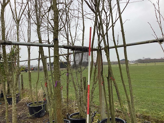 Japanse sierkers - meerstammige boom - afbeelding 1 van  2