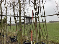 Japanse sierkers - meerstammige boom - afbeelding 1 van  2