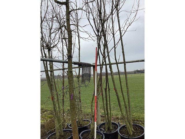 Japanse sierkers - meerstammige boom - afbeelding 2 van  2