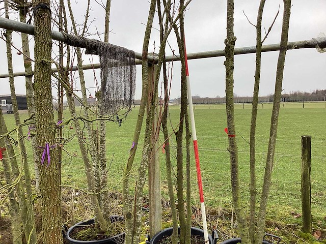 Japanse sierkers - meerstammige boom - afbeelding 1 van  2