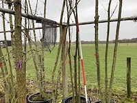 Japanse sierkers - meerstammige boom - afbeelding 1 van  2