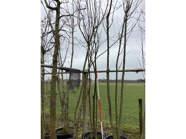 Japanse sierkers - meerstammige boom - afbeelding 2 van  2