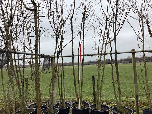 Japanse sierkers - meerstammige boom - afbeelding 1 van  2