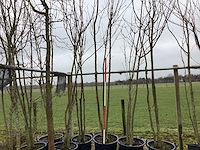 Japanse sierkers - meerstammige boom - afbeelding 1 van  2