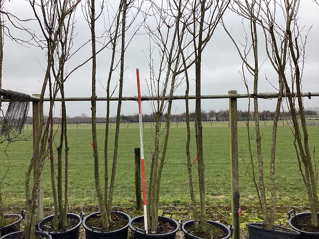 Japanse sierkers - meerstammige boom - afbeelding 1 van  2