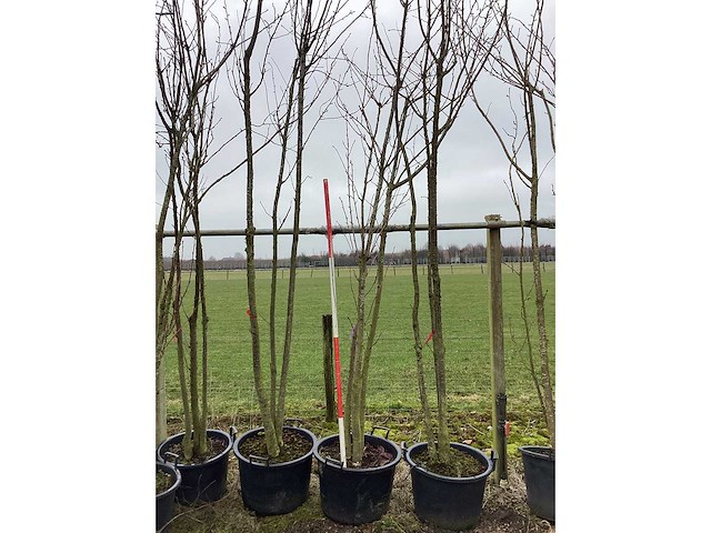 Japanse sierkers - meerstammige boom - afbeelding 2 van  2