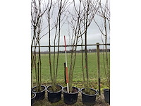 Japanse sierkers - meerstammige boom - afbeelding 2 van  2