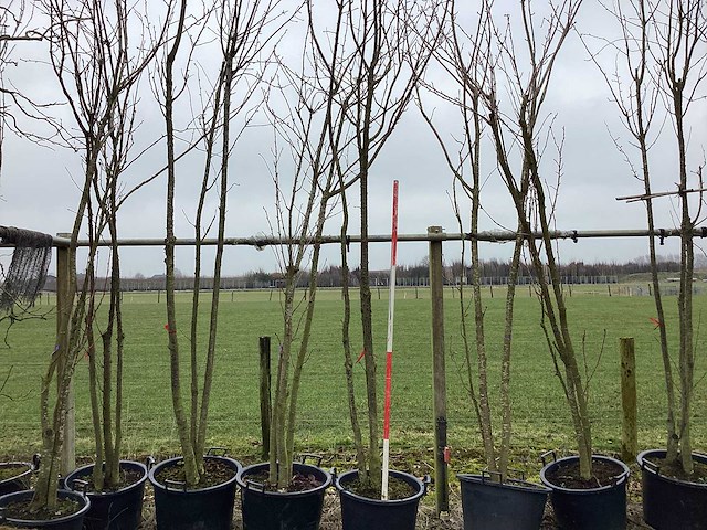 Japanse sierkers - meerstammige boom - afbeelding 1 van  2