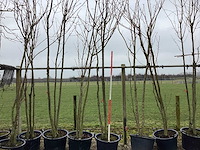 Japanse sierkers - meerstammige boom - afbeelding 1 van  2